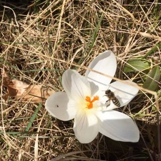 Krokus, ein wichtiger Pollenspender im Frühjahr